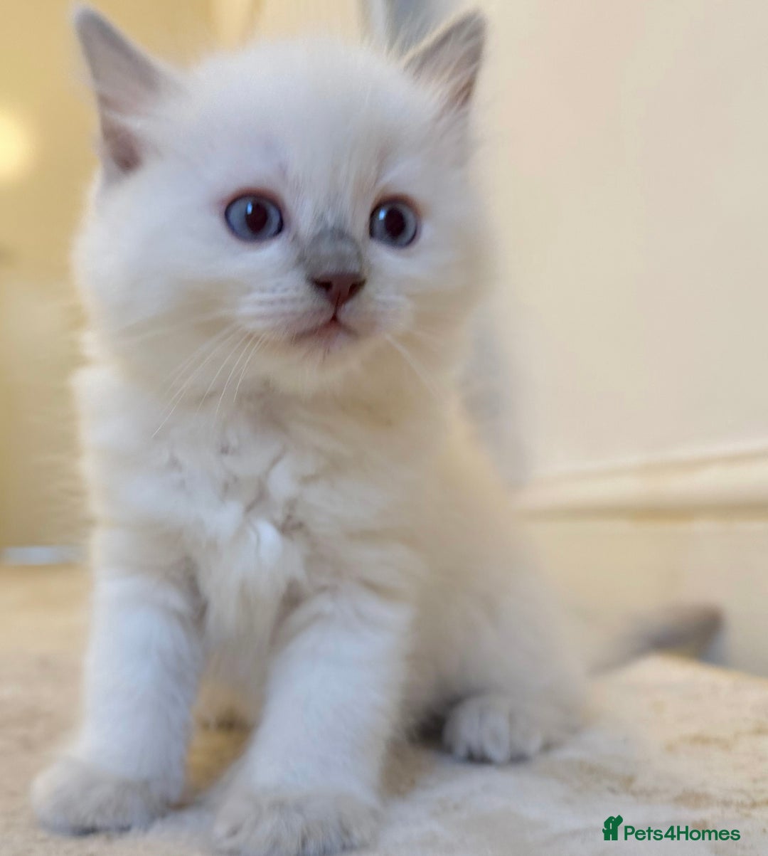 Ragdoll cats for sale: BLUE POINT RAGDOLL KITTEN - Advert 5