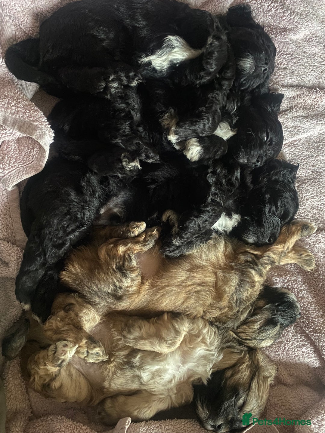 Shihpoo dogs for sale: Adorable boys  - Advert 3
