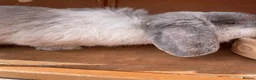 Mini Lop rabbits for sale: Pure bred mini lops male - Advert 5