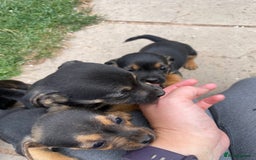 Mixed Breed dogs for sale: Jack Russell Black and Tan terrier puppies  - Image 24
