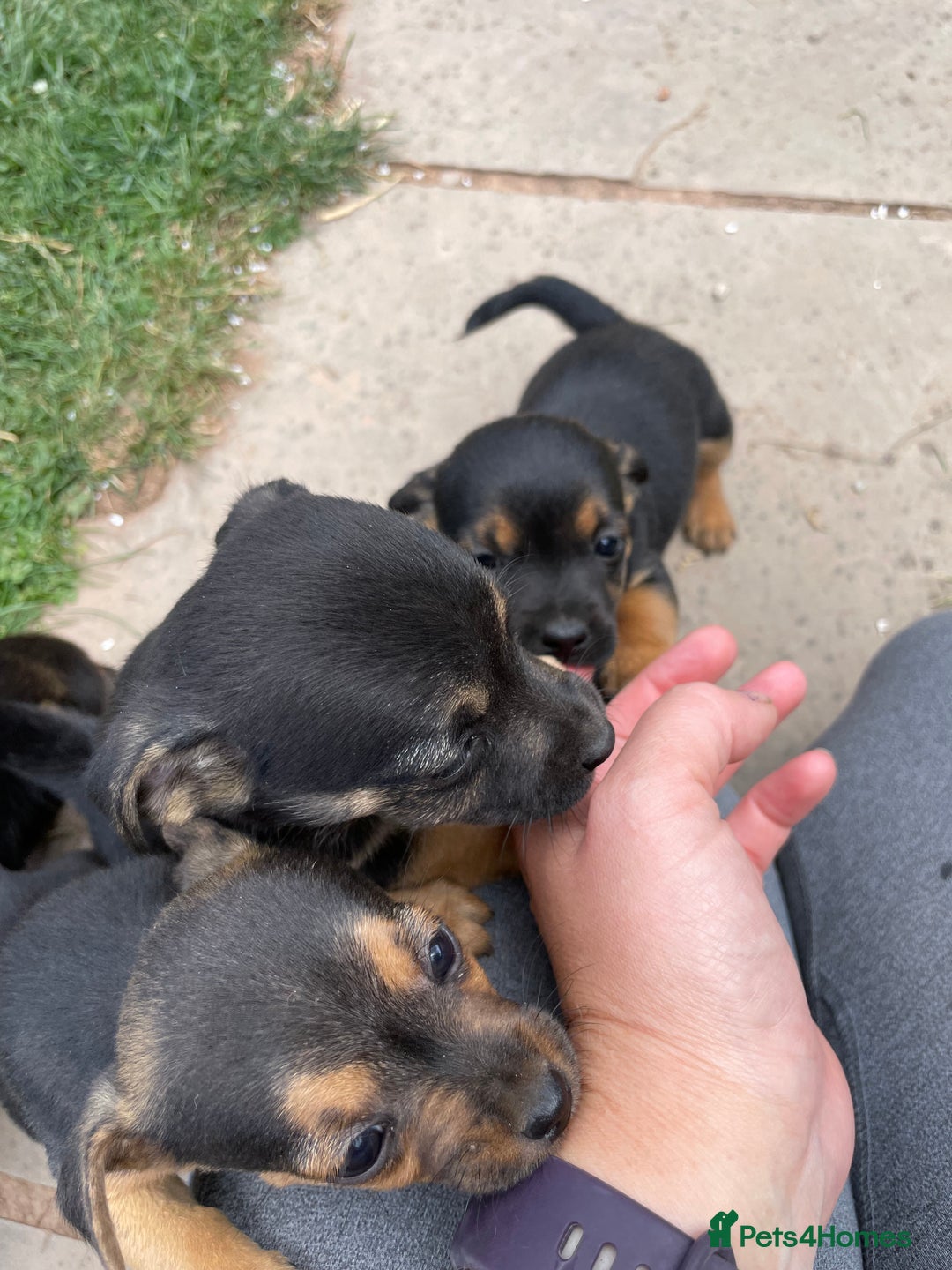 Mixed Breed dogs for sale: Jack Russell Black and Tan terrier puppies  - Image 24