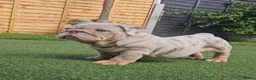 English Bulldog dogs for sale: Lilac & tan merle girl English bulldog ready now - Advert 15
