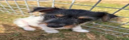 Mixed Breed dogs for sale: Jorkies in Cannock - Advert 8
