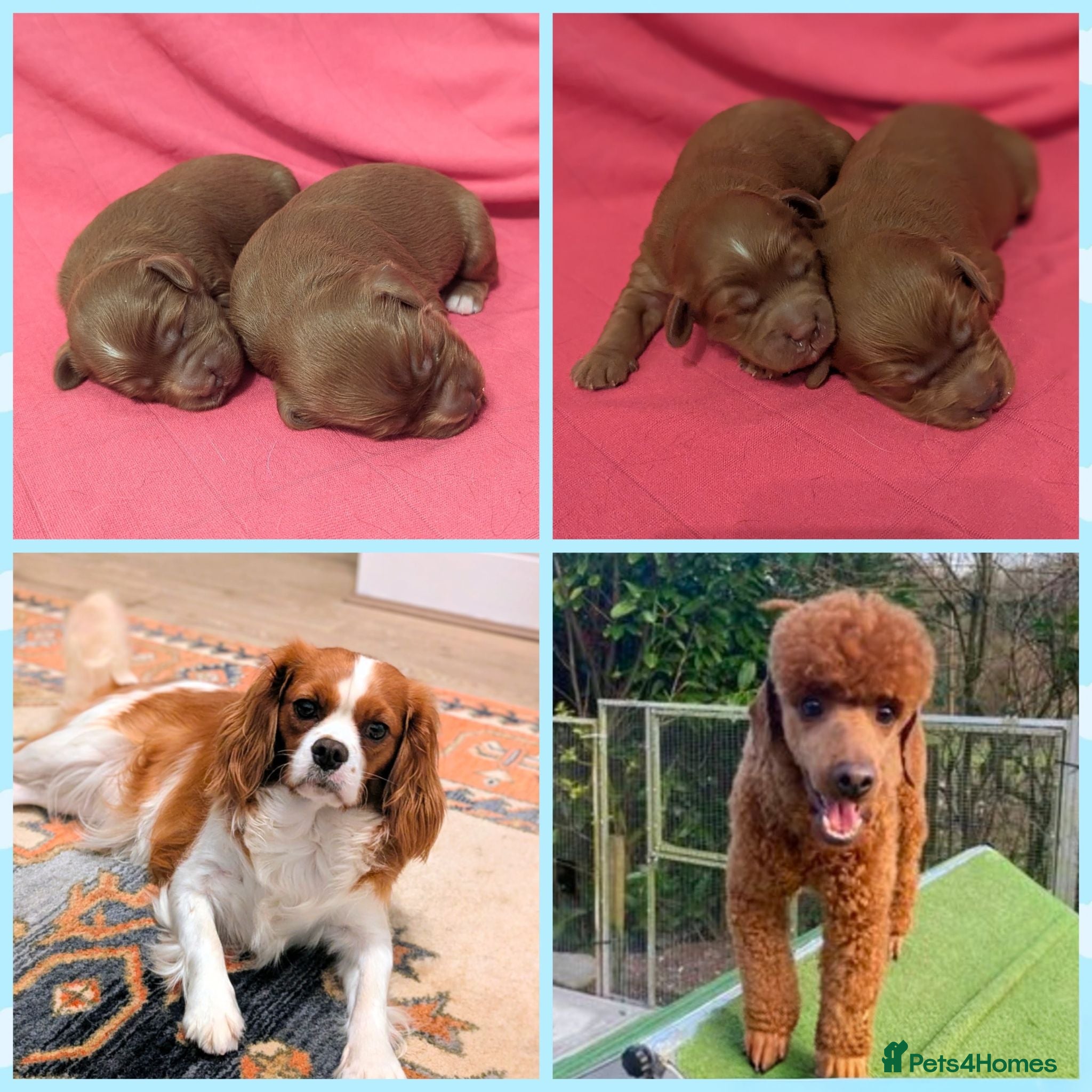 Cavapoo dogs Beautiful Deep red Cavapoo boys  - Advert 1