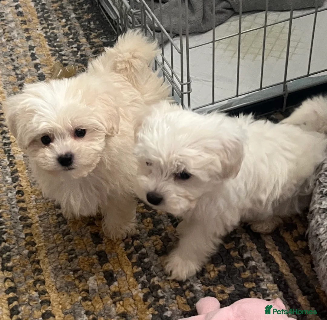 Maltipoo dogs for sale: Beautiful Rosie and Daisy Maltipoos  in London - Advert 1