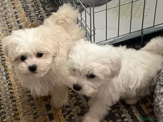 Maltipoo dogs Beautiful Rosie and Daisy Maltipoos - Advert 9