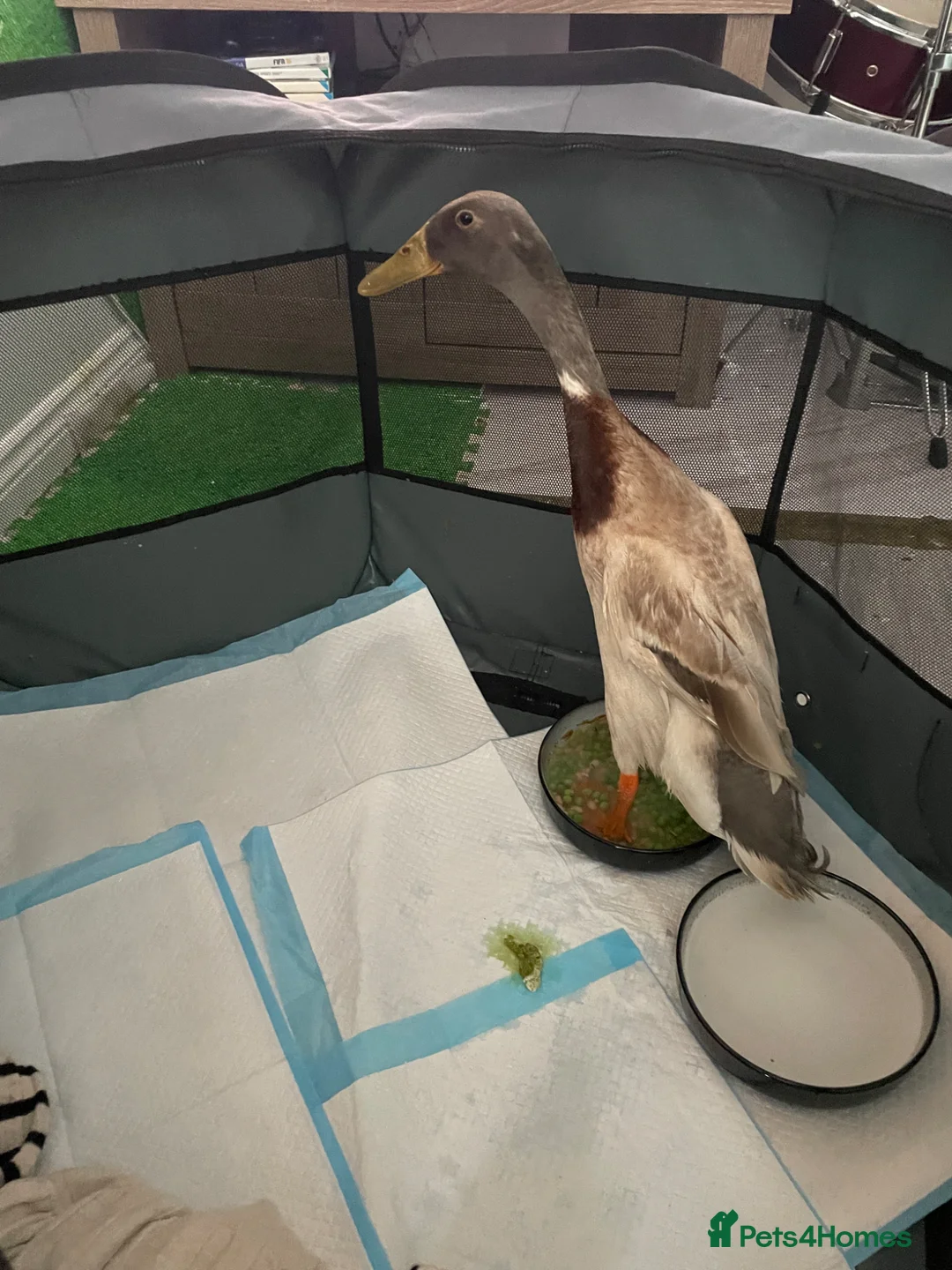 Ducks poultry for sale: Male runner duck - Advert 2