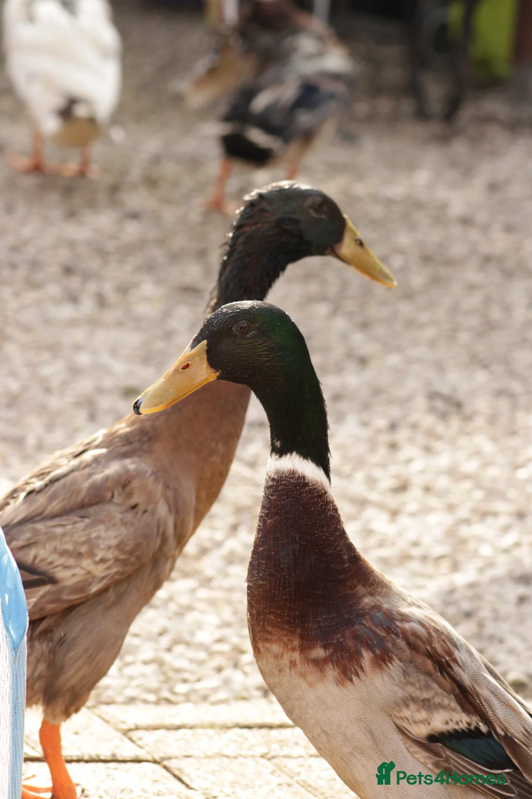 Ducks poultry for sale: 3 male runner ducks needing a new home - Advert 1