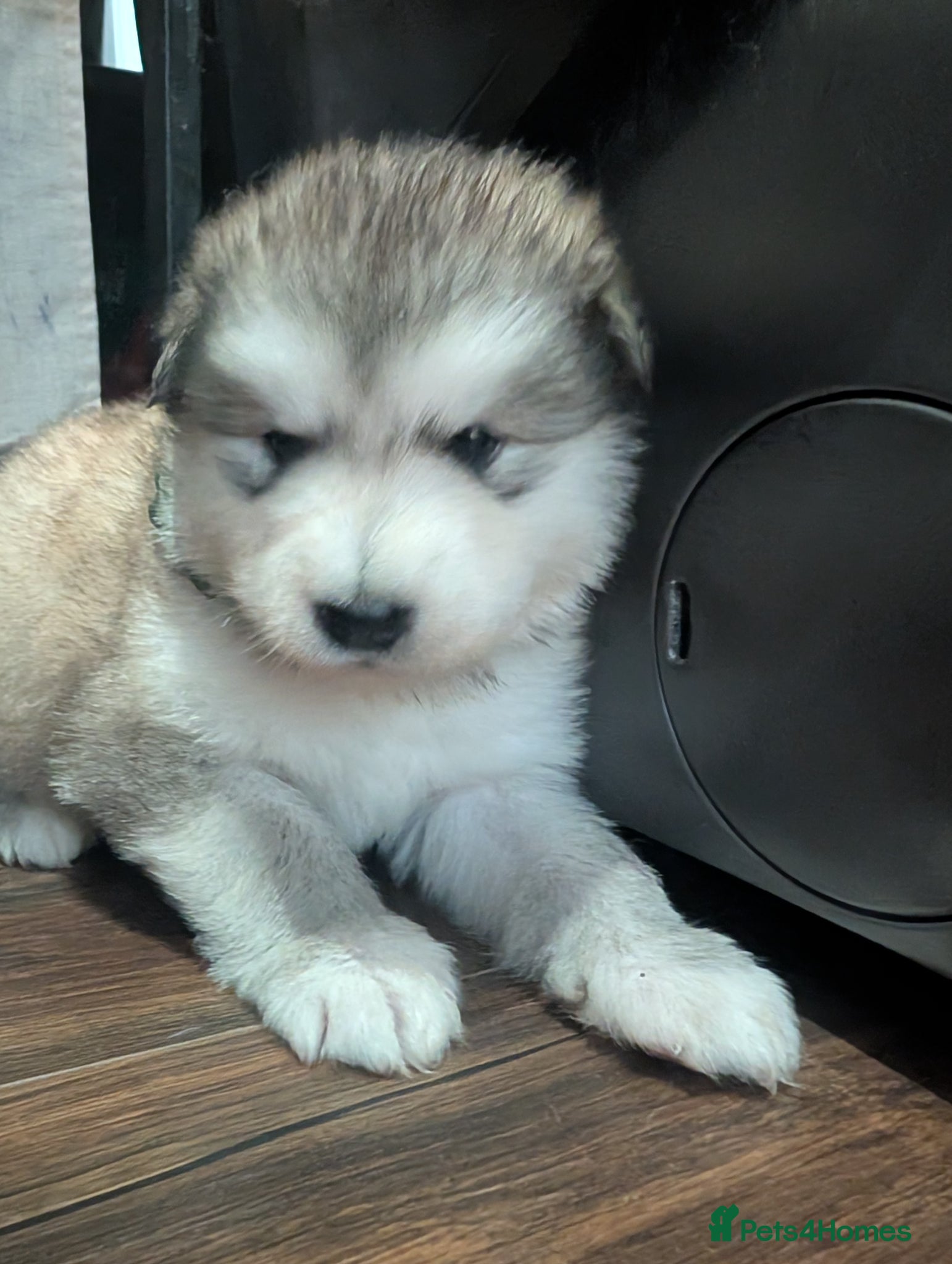 Alaskan Malamute dogs Wooly KC Registered Alaskan Malamute Puppies - Advert 3