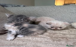 Exotic cats for sale: SHOW QUALITY GCCF REGISTERED KITTENS - Image 7