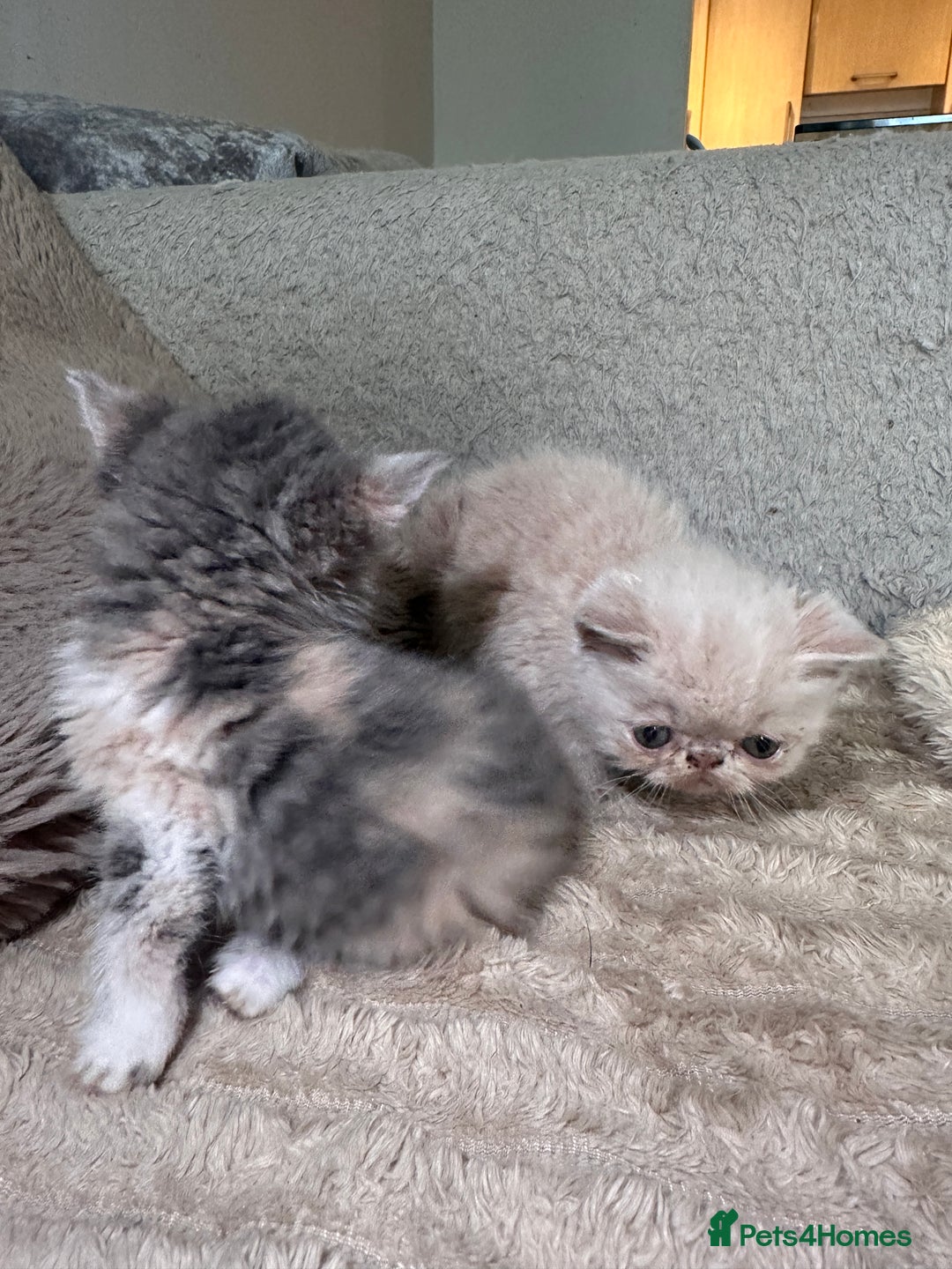 Exotic cats for sale: SHOW QUALITY GCCF REGISTERED KITTENS - Image 7