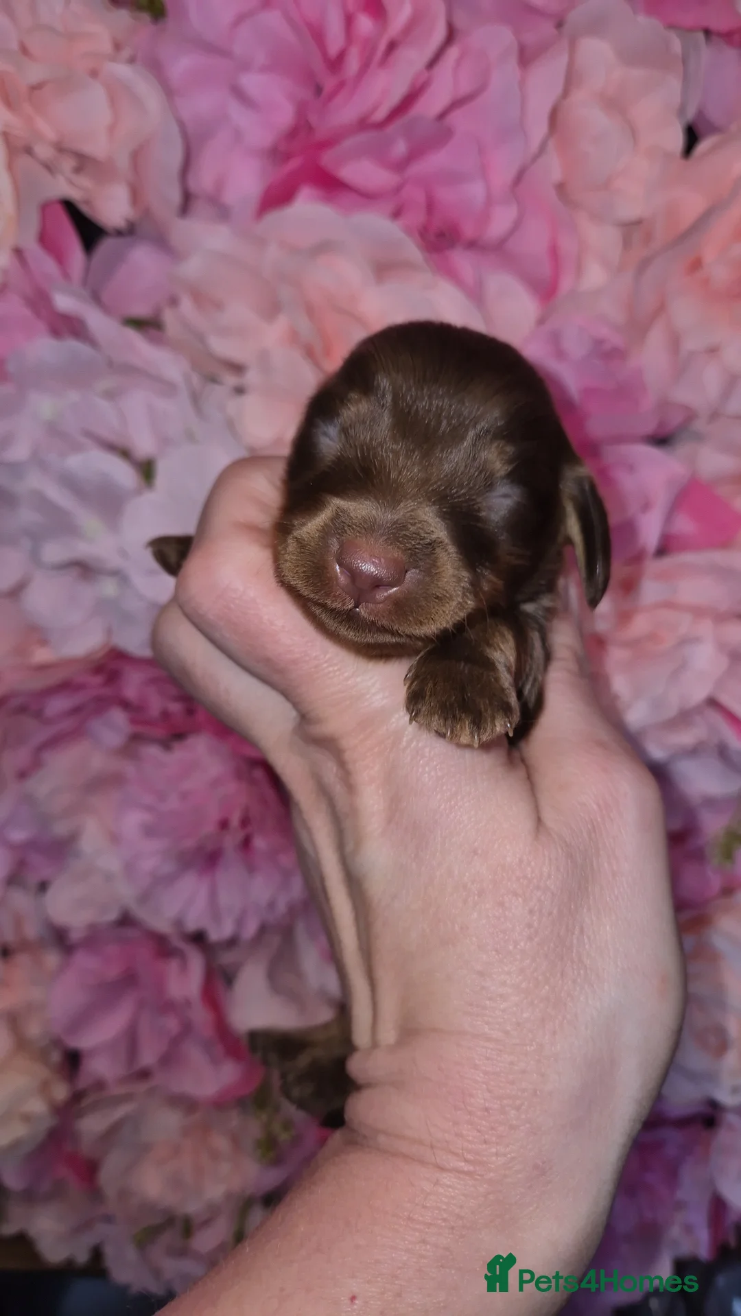 Dachshund dogs for sale: Kc registered miniature long coat dachshund  - Advert 2