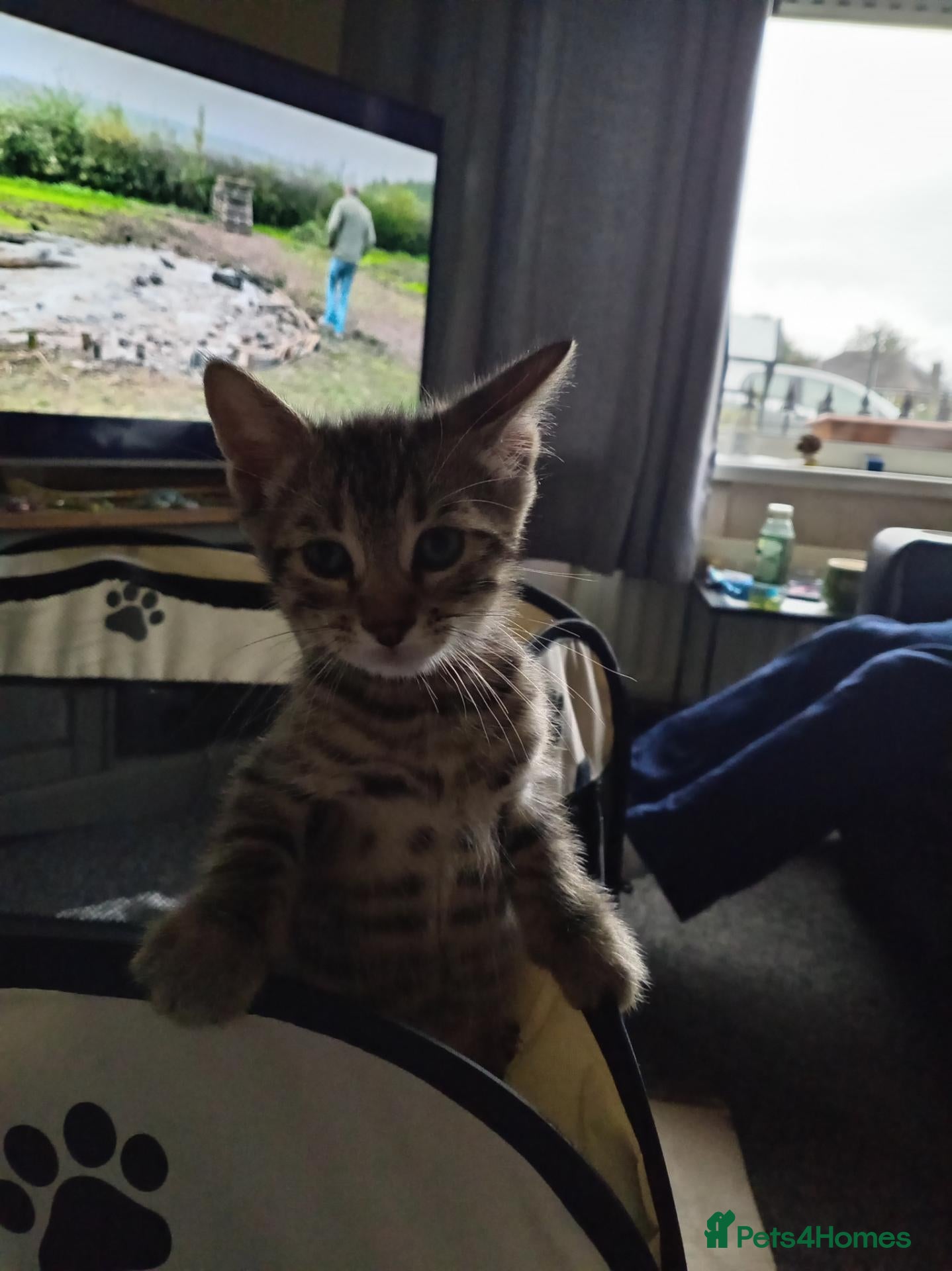 Bengal cats Male tabby kitten  - Advert 7