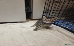 Bengal cats for sale: Beautiful 1/2 bengal kittens - Image 15