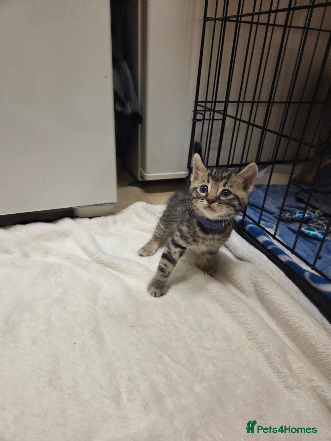 Bengal cats for sale: Beautiful 1/2 bengal kittens - Image 15