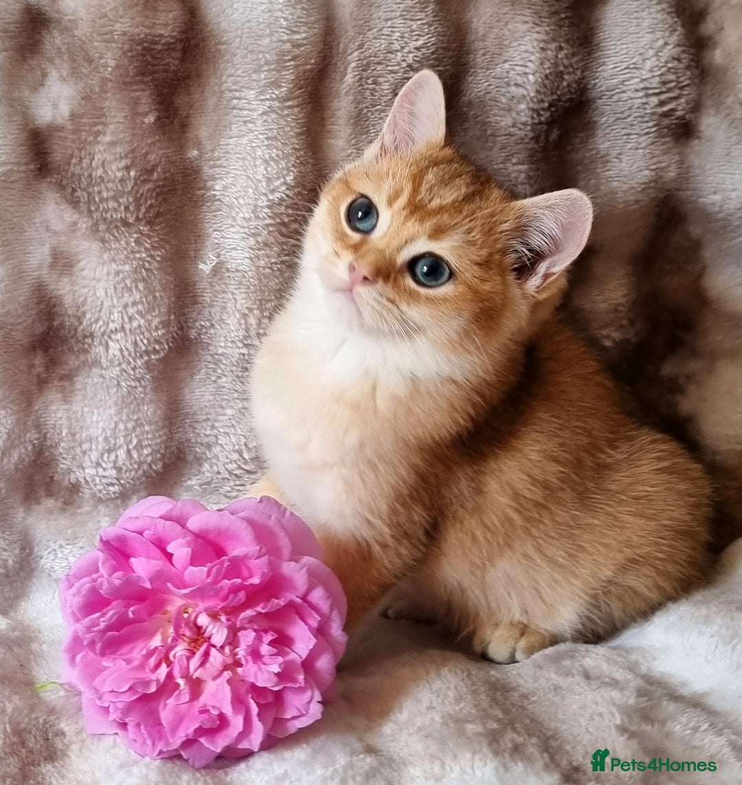 British Shorthair cats for sale: GOLDEN & SILVER BRITISH SHORTHAIR KITTENS TICA - Image 4