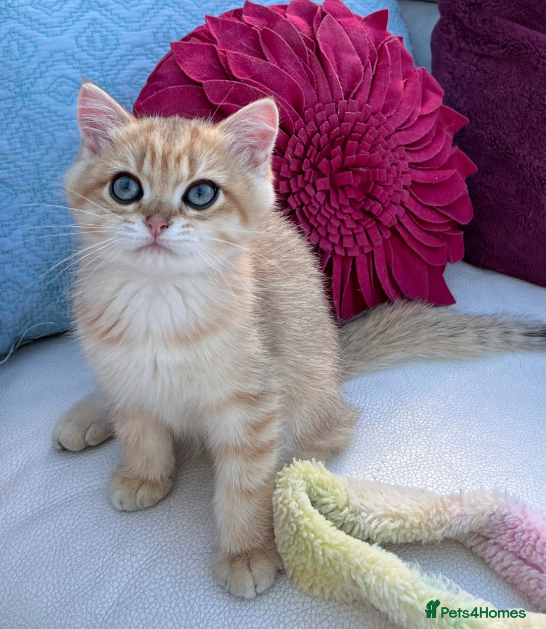 British Shorthair cats for sale:  **   ** : BSH Golden champion lines - Advert 28