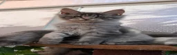 Maine Coon cats for sale: Stunning Maine coon kittens - Advert 22