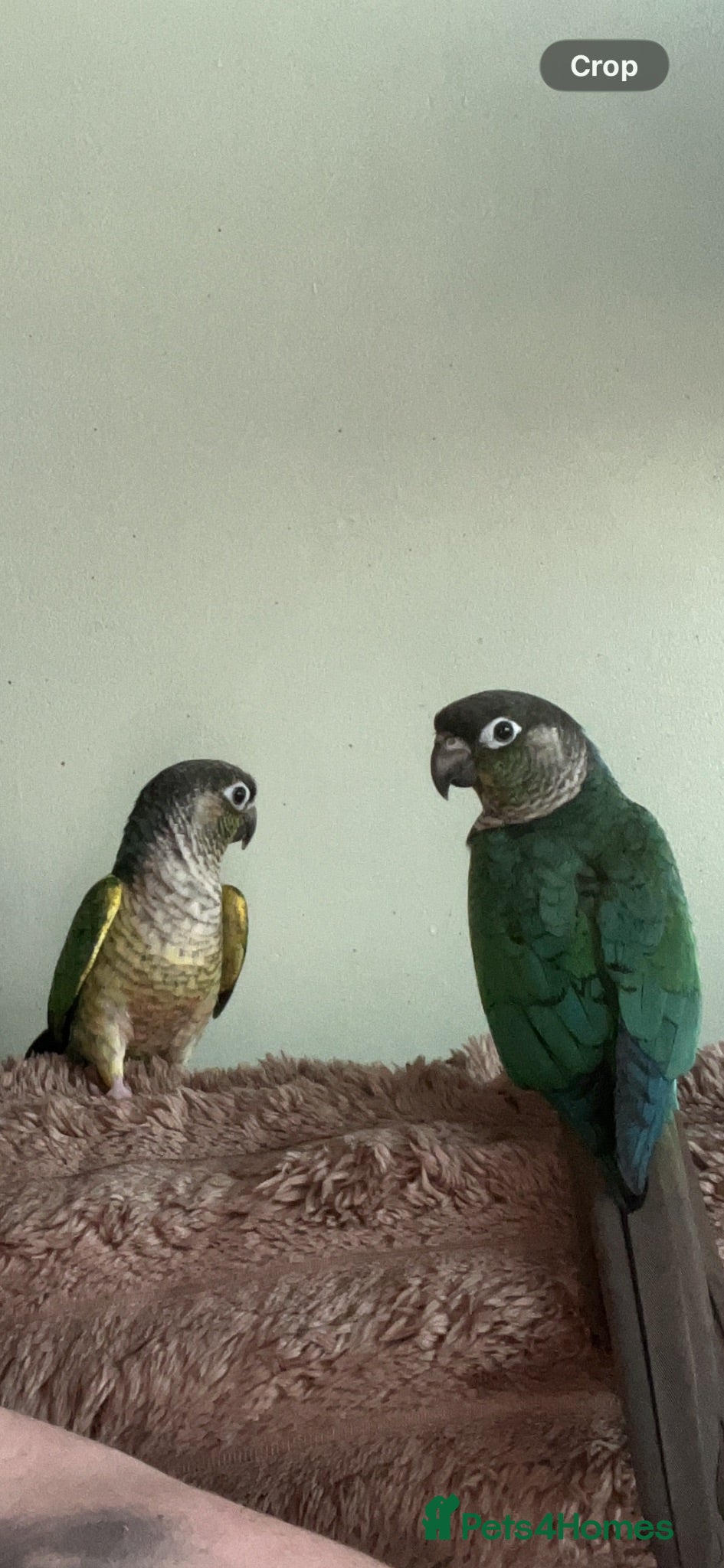 Conures birds Pair of male conures  - Advert 2