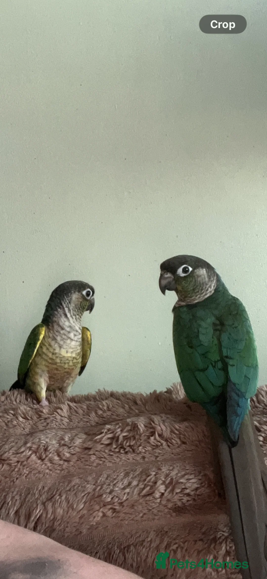 Conures birds for sale: Pair of male conures  - Advert 1