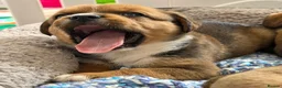 Boxer dogs for sale: BoxerX - Advert 5