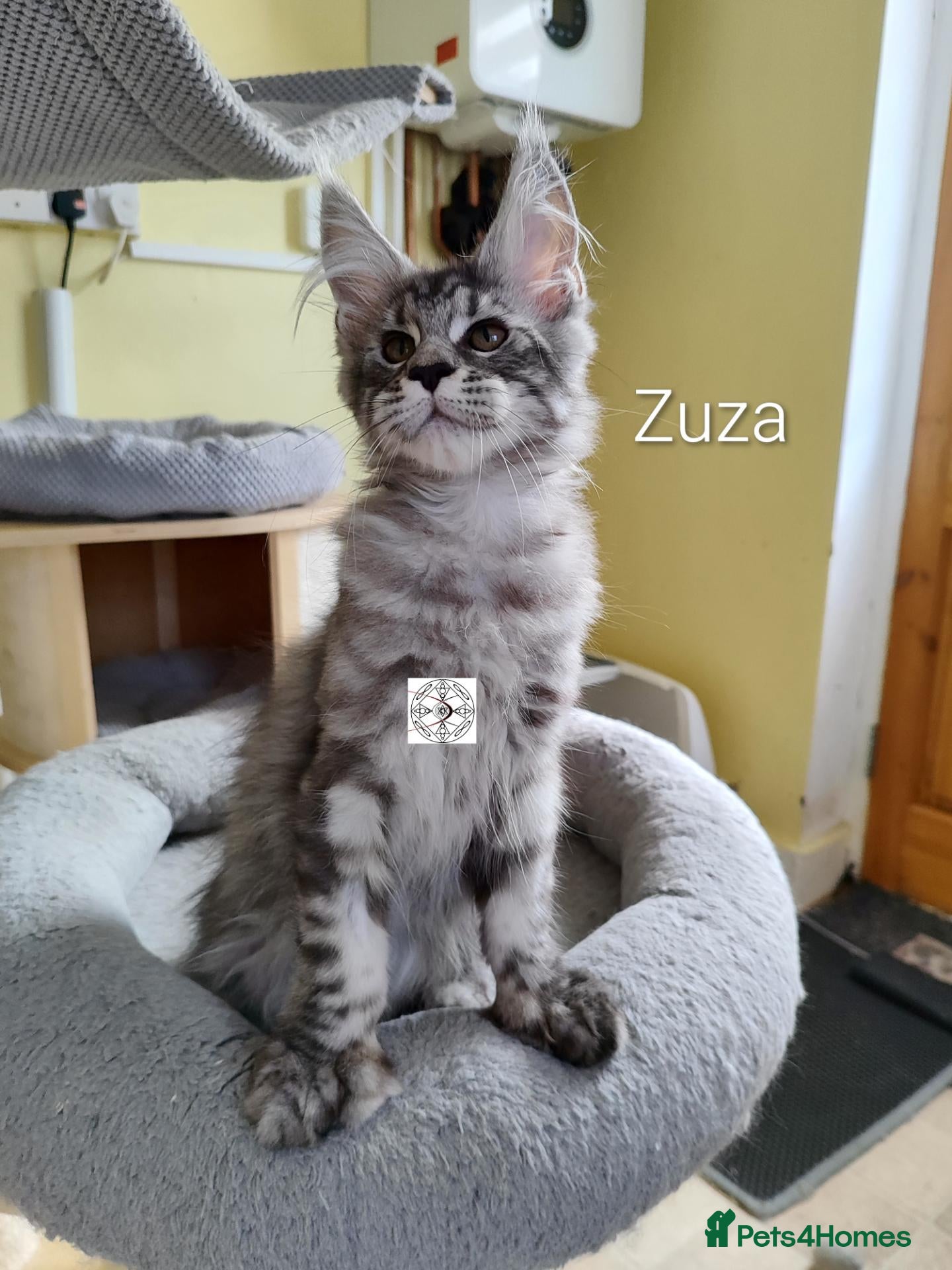 Maine Coon cats  XXL kittens ready to leave 😻 ❤️ - Advert 1