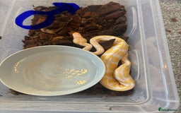 Python Snake reptiles for sale: Albino Pied & Albino het pied  - Advert 1