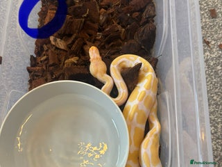 Python Snake reptiles Albino Pied & Albino het pied - Advert 2