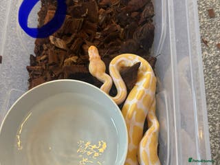 Python Snake reptiles Albino Pied & Albino het pied - Advert 14
