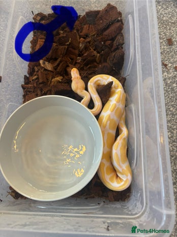 Python Snake reptiles Albino Pied & Albino het pied - Advert 1