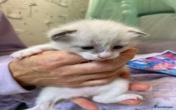 Mixed Breed cats for sale: Four mixed breed kittens for sale - Image 8