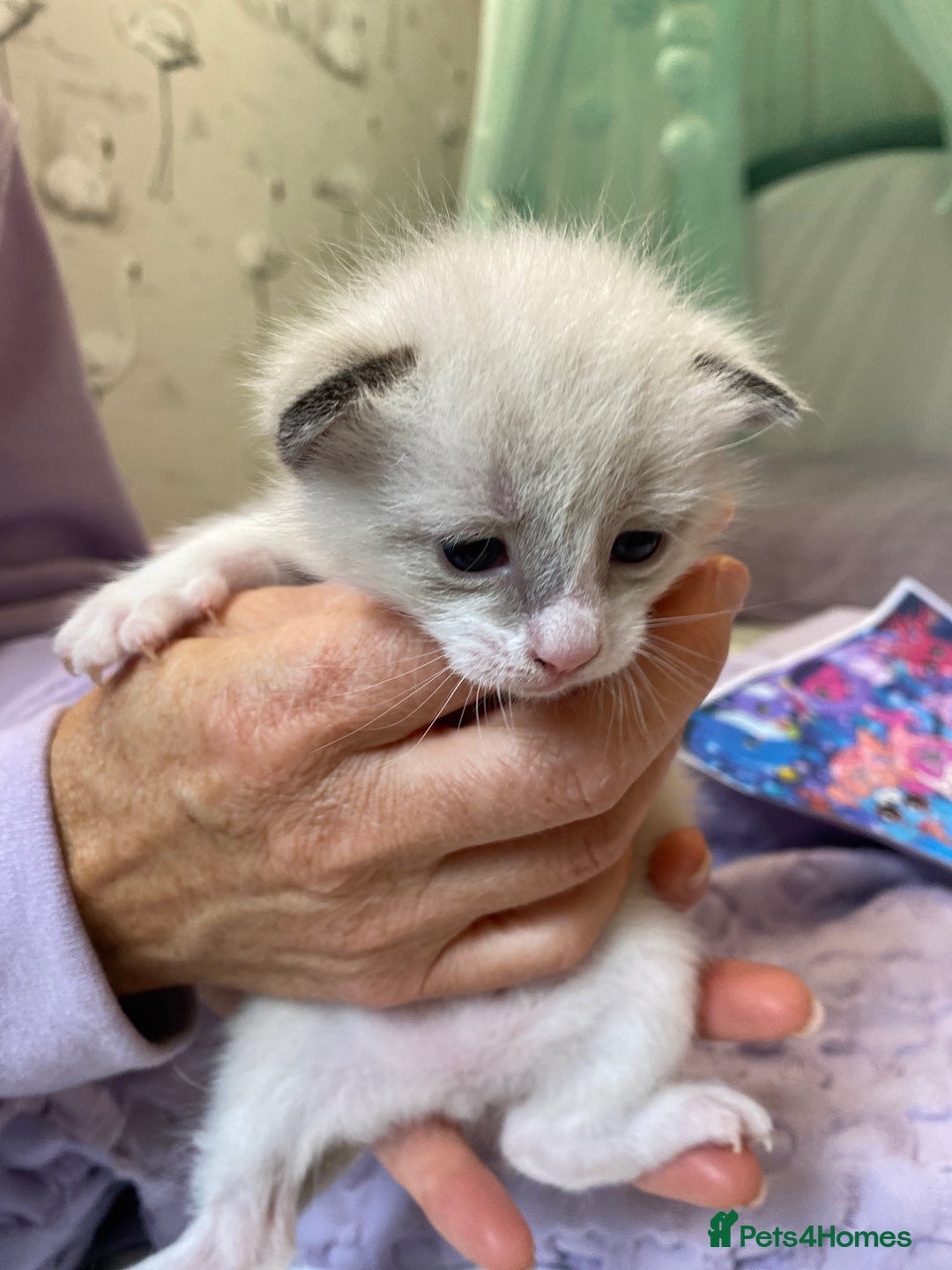 Mixed Breed cats for sale: Four mixed breed kittens for sale - Image 8