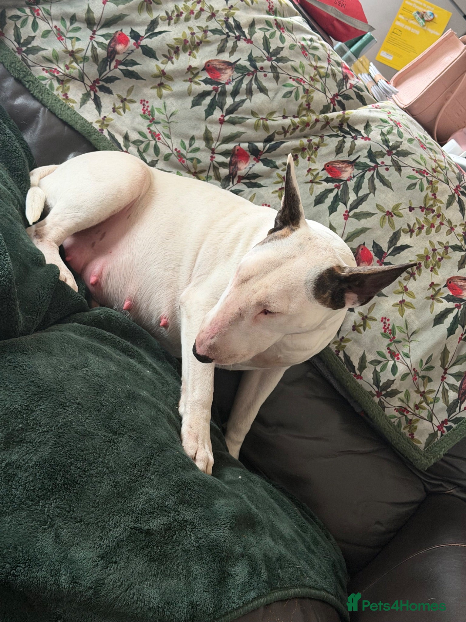 Mixed Breed dogs Beautiful English Bull Terrier cross Staffy - Advert 12