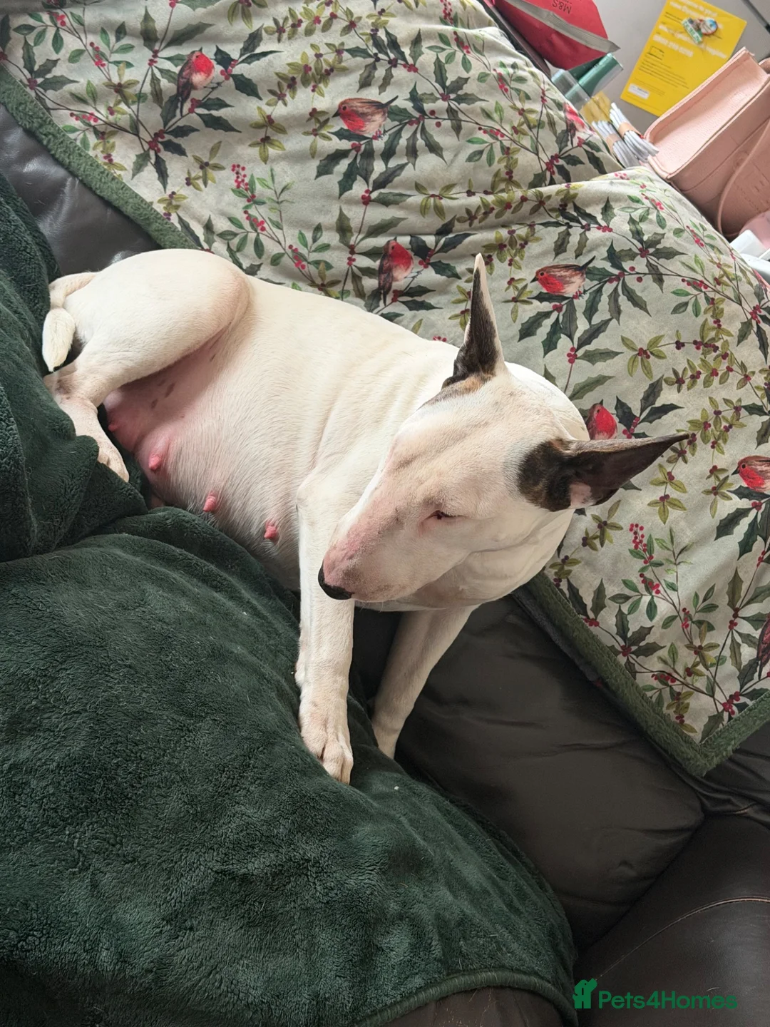 Mixed Breed dogs for sale: Beautiful English Bull Terrier cross Staffy - Advert 1