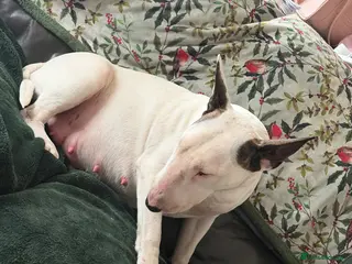 Mixed Breed dogs Beautiful English Bull Terrier cross Staffy - Advert 8