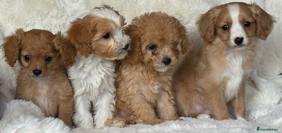 Cavapoo dogs for sale: Beautiful cavapoos - Image 16