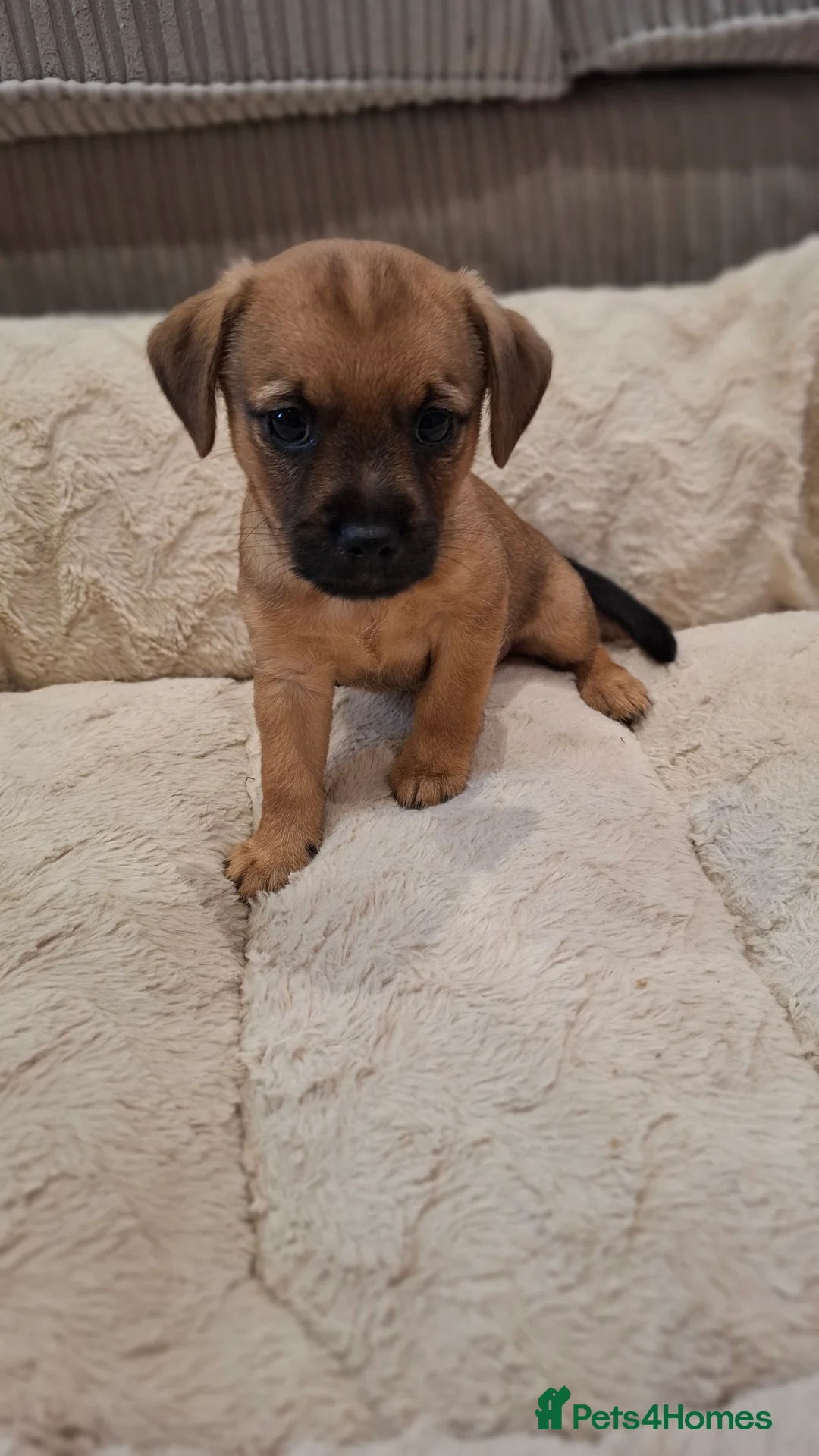 Mixed Breed dogs for sale: Border Terrier Cross Puppies - Advert 2