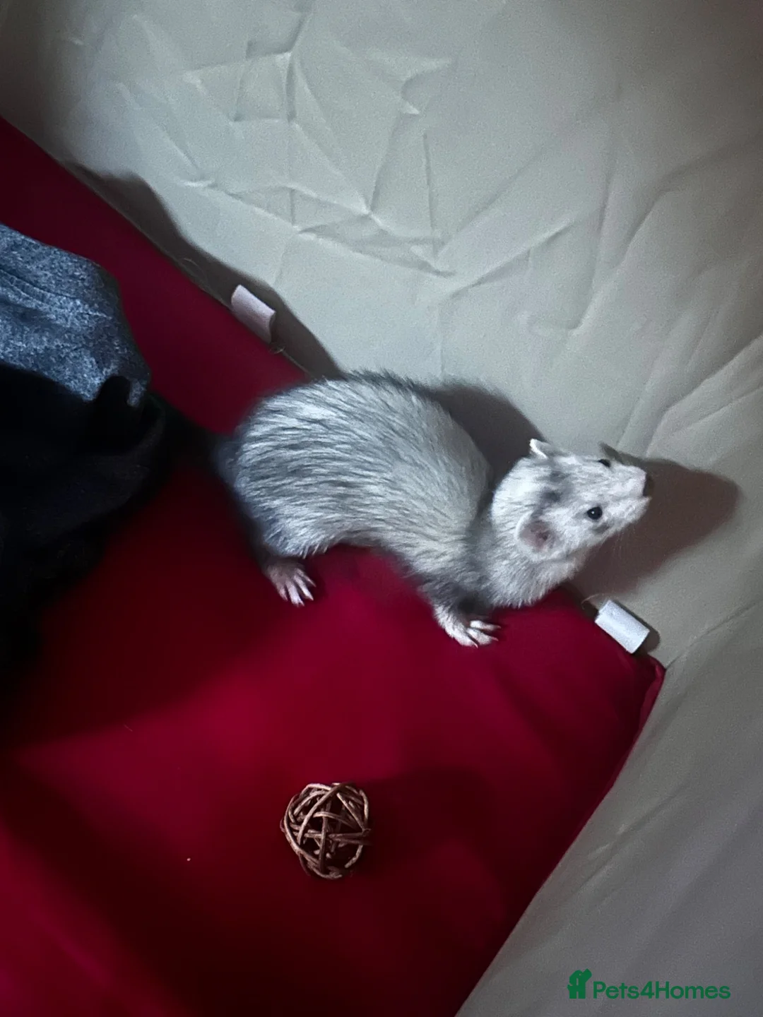 Ferret rodents for sale: Female ferret kit - Advert 2