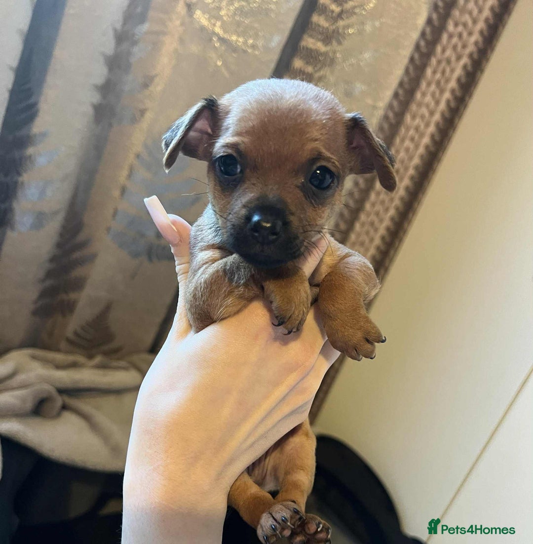 Chihuahua dogs for sale:  Chihuahua Puppies  - Image 4