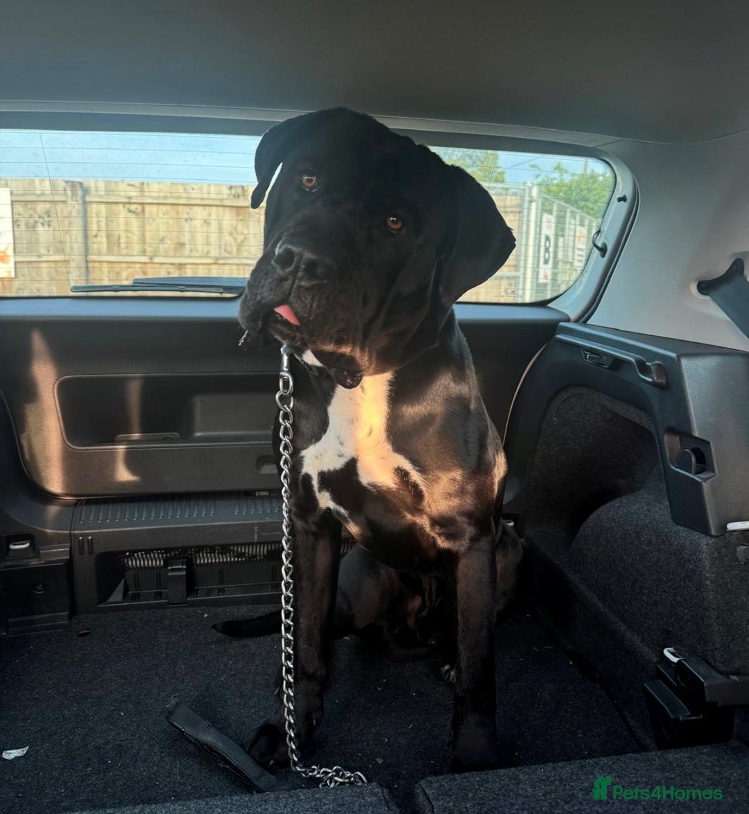 Cane Corso dogs for sale: Cane Corso  - Advert 3