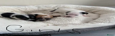 Jack Russell 5