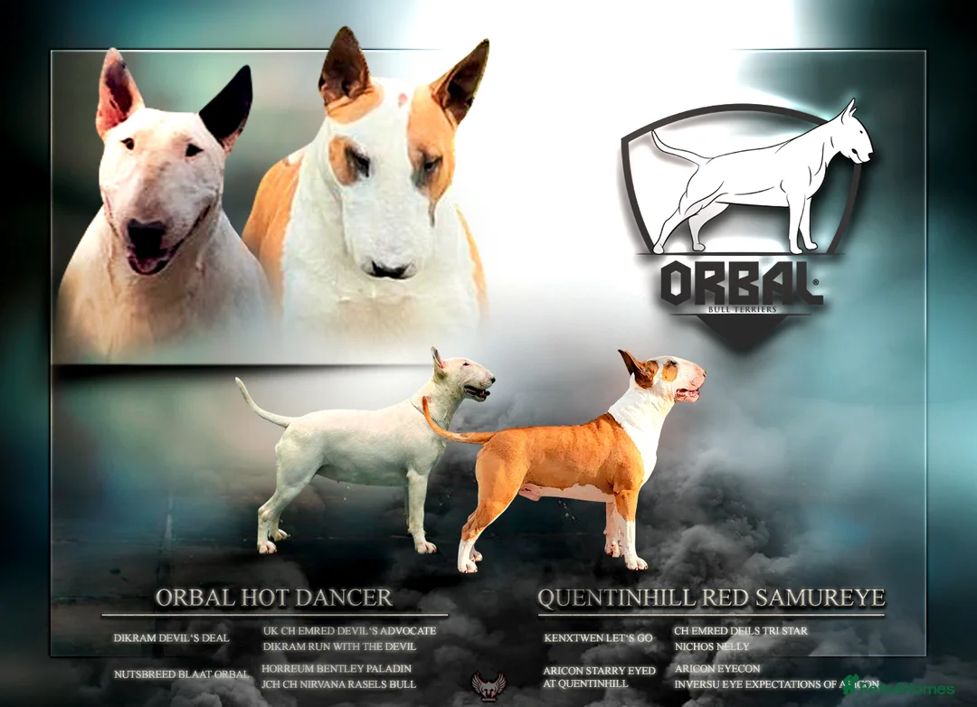 English Bull Terrier dogs for sale: CH BLOODLINE TOP BULL TERRIER PUPPIES - Advert 12