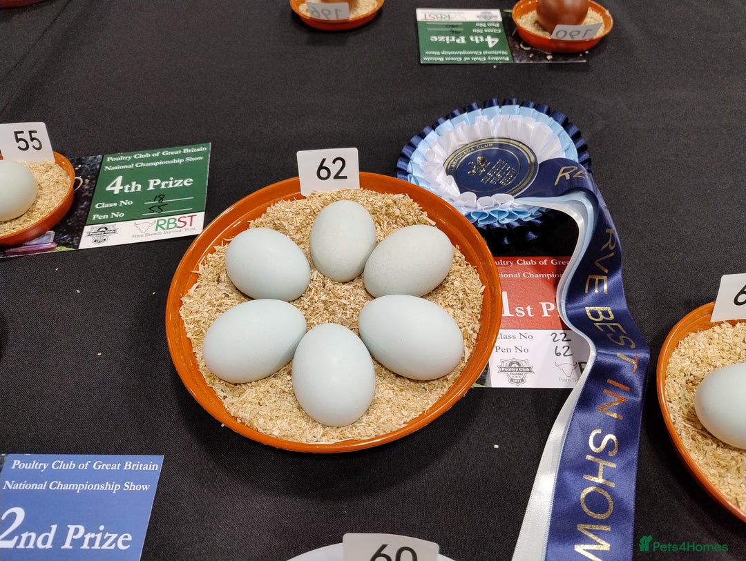 Chickens poultry for sale: Cream Legbar Hens Pol will Lay Blue Eggs - Advert 5