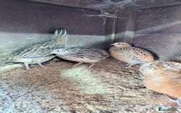 Quail poultry for sale: Courtnix japanese &italian quails  - Image 2