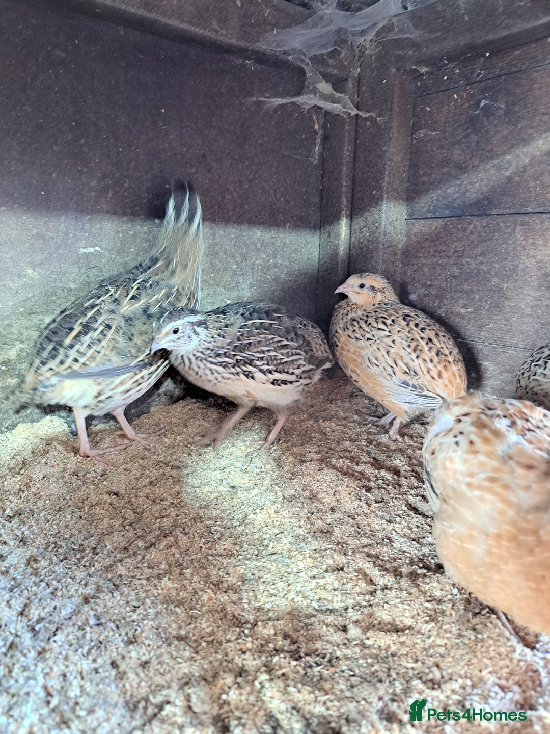 Quail poultry for sale: Courtnix japanese &italian quails  - Image 2