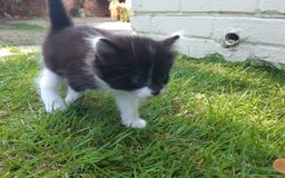 Mixed Breed cats for sale: 6 Kittens Available to take home today 😸  - Image 28