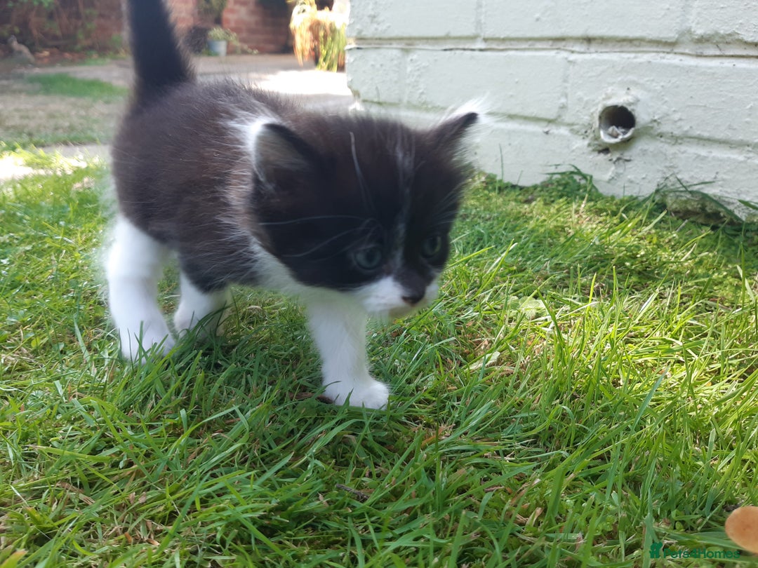 Mixed Breed cats for sale: 6 Kittens Available to take home today 😸  - Image 28