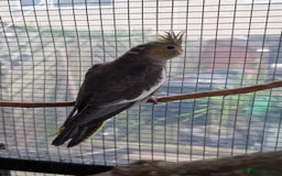Cockatiels birds for sale: 1x 8 week old cockatiel £85  - Image 18