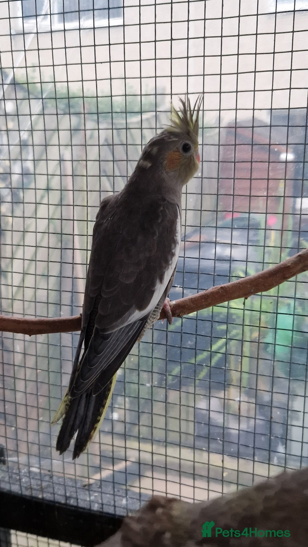 Cockatiels birds for sale: 1x 8 week old cockatiel £85  - Image 18