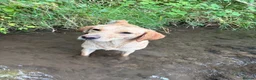 Labrador Retriever dogs for sale: Pedigree working Labrador puppy’s  in Scarborough - Advert 4